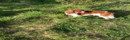 Cavalier King Charles Spaniel dogs for stud: Cavalier King Charles Spaniel Dogs for stud - Advert 3