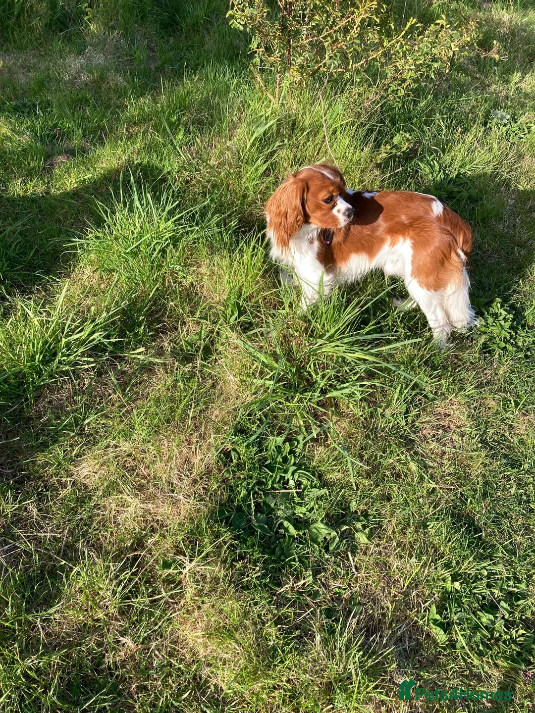 Cavalier King Charles Spaniel dogs for stud: Cavalier King Charles Spaniel Dogs for stud - Advert 3