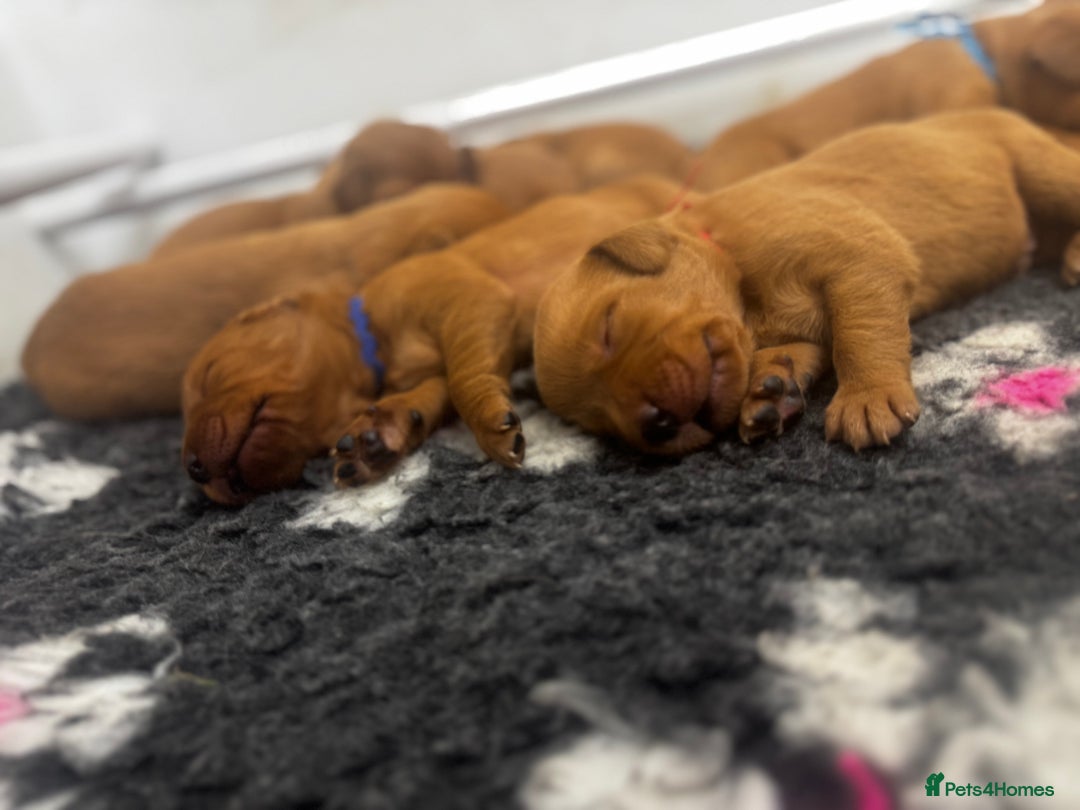 Labrador Retriever dogs for sale: Stunning Super Dark Red Labs from KC&health tested - Advert 7