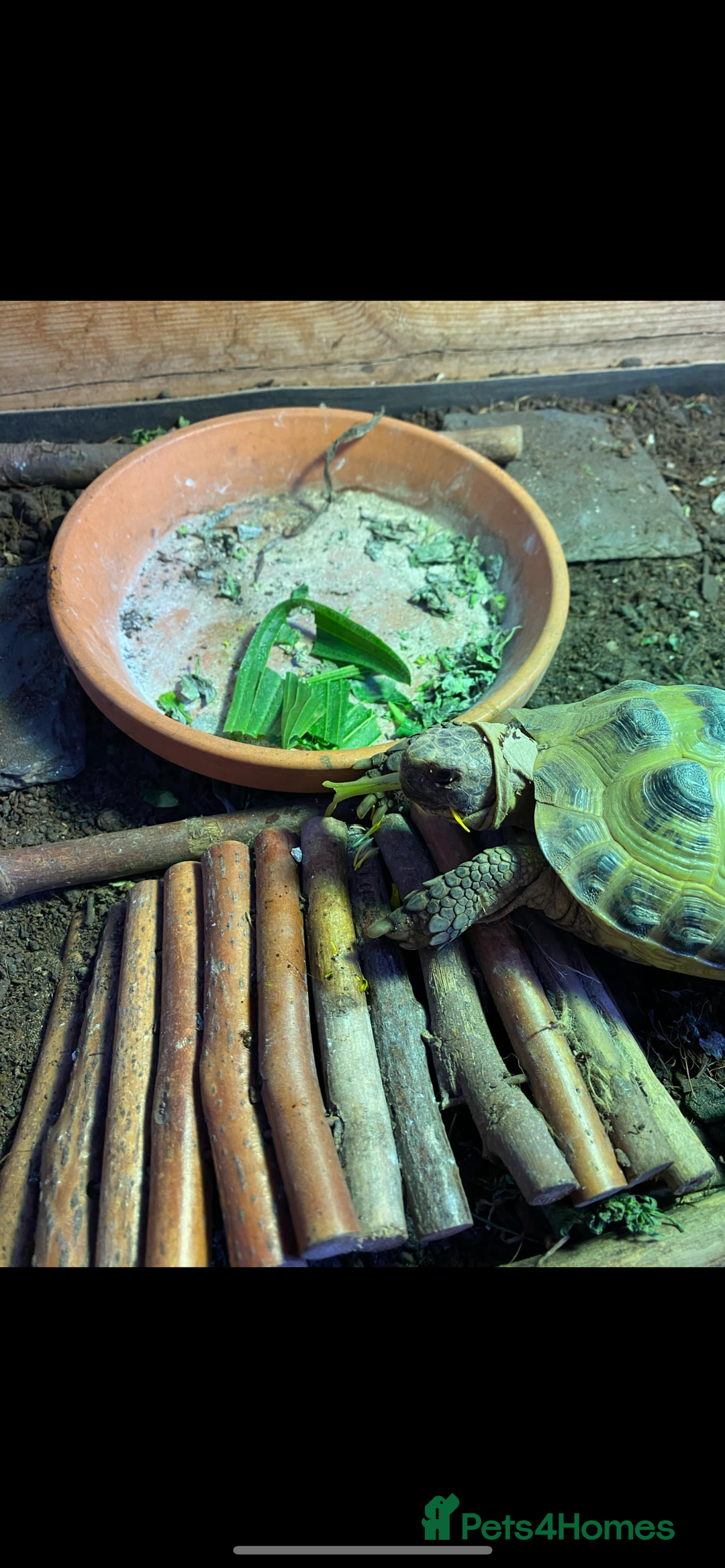 Tortoise reptiles for sale: Horsfield Tortoise  - Image 6
