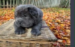 Shar Pei dogs for sale: Bear coat shar pei rehoming needed  - Image 7
