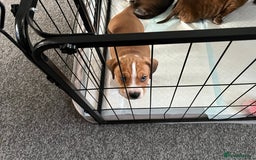 Mixed Breed dogs for sale: American Bulldog cross - Image 5