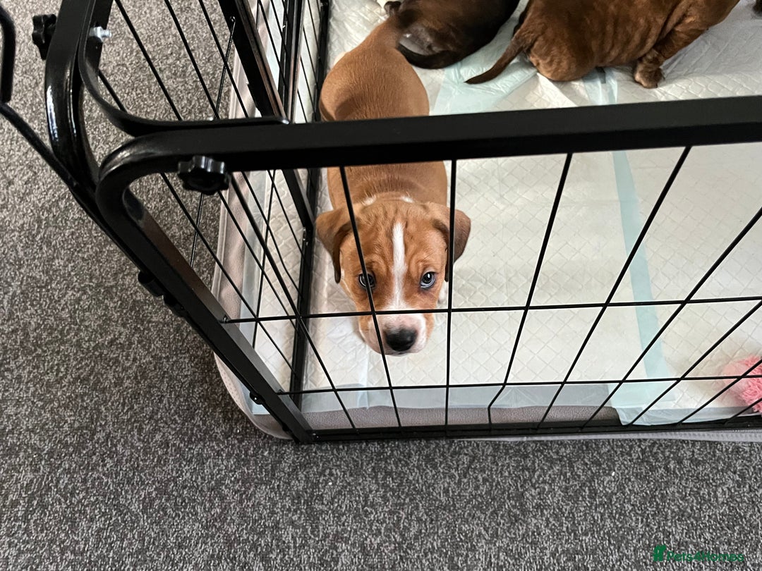 Mixed Breed dogs for sale: American Bulldog cross - Image 5