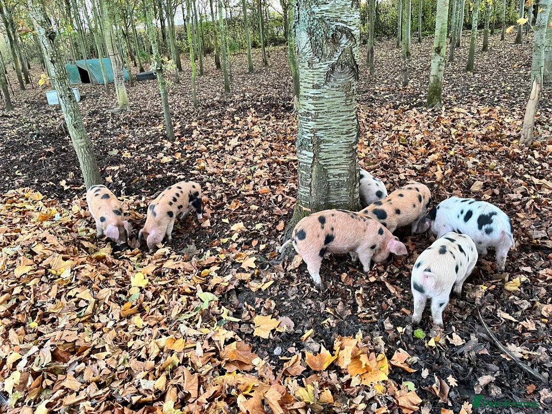 Pig livestock for sale: OSB x Gloucester old spot pigs  - Image 2