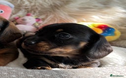 Miniature Dachshund dogs for sale: Top Show Quality KC Miniature Dachshund Puppies - Image 29