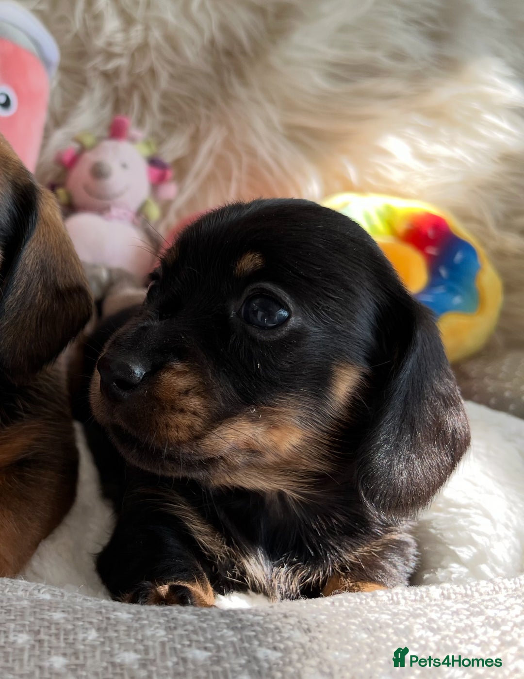 Miniature Dachshund dogs for sale: Top Show Quality KC Miniature Dachshund Puppies - Image 29