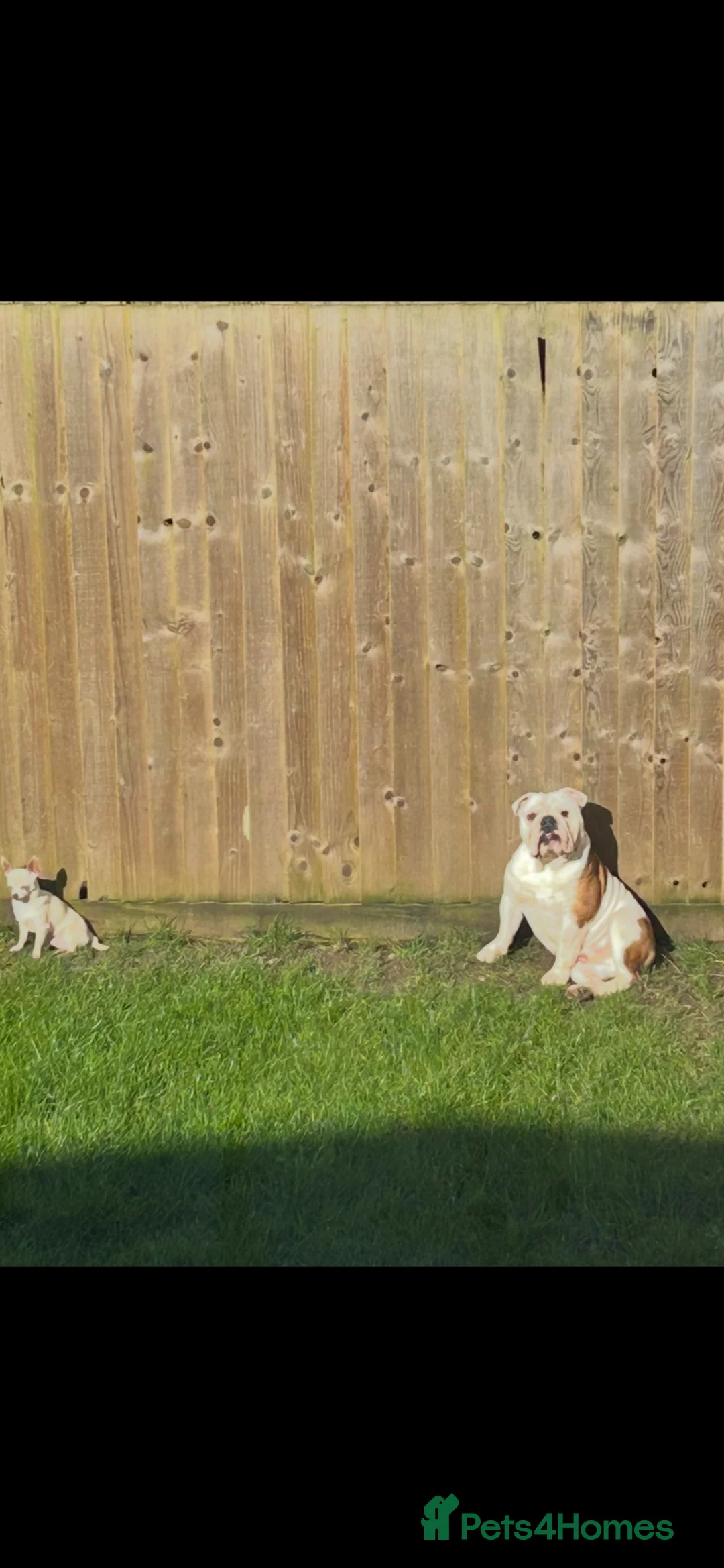 English Bulldog dogs for sale: British bulldog (English) in Sutton Coldfield - Advert 2