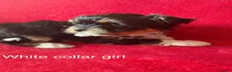 Yorkshire Terrier dogs for sale: Yorkshire/beiwer terrier puppies  - Advert 5