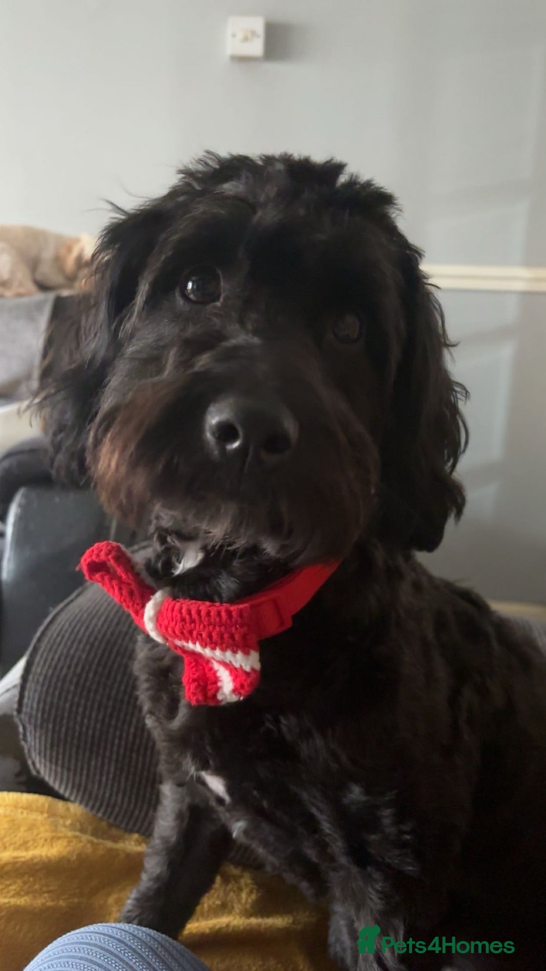 Cavapoo dogs for sale: Mabel  - Advert 10