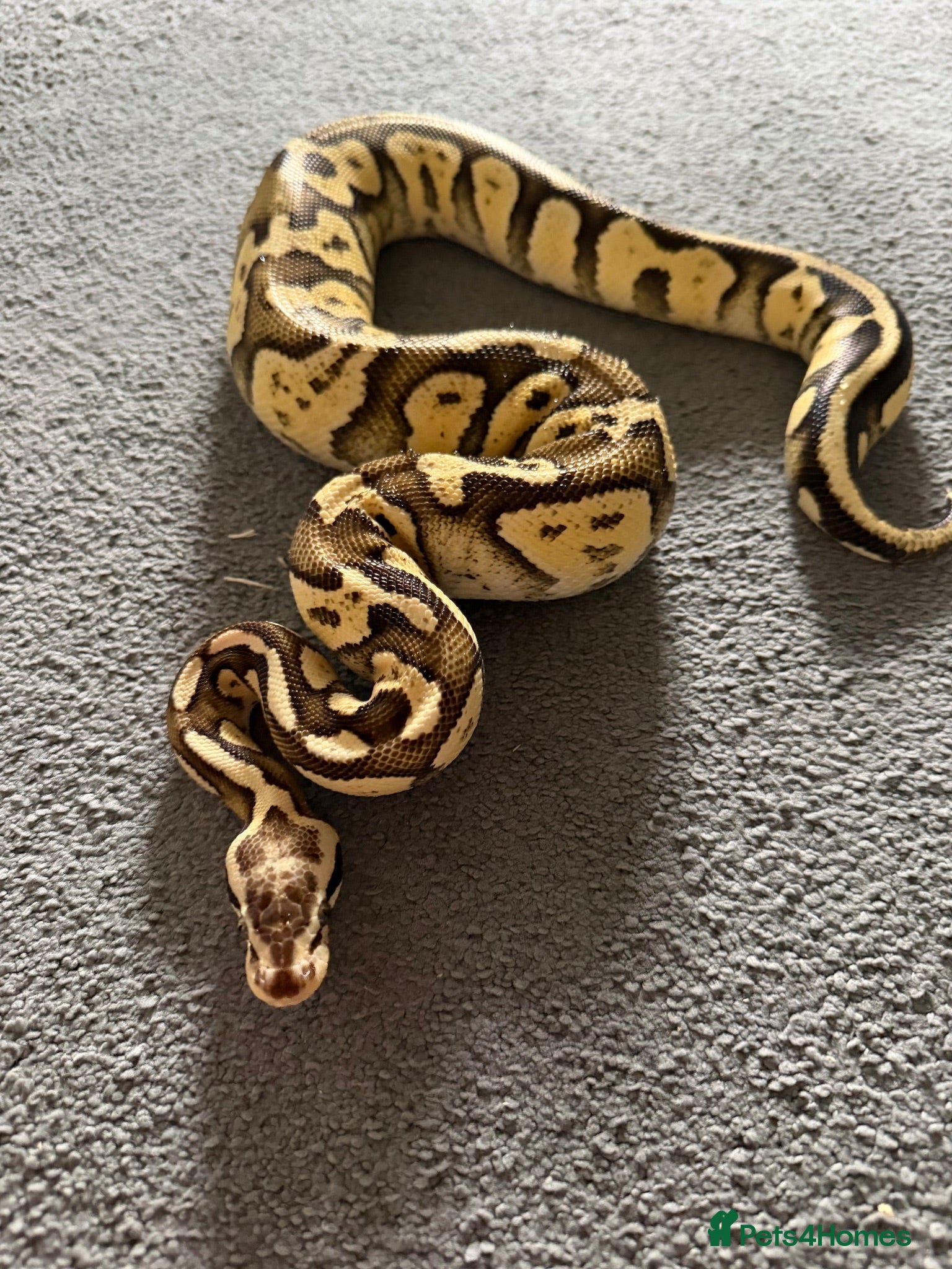 Python Snake reptiles 🐍 Ball Python for Sale - Advert 1