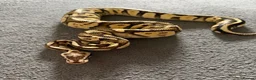 Python Snake reptiles for sale: 🐍 Ball Python for Sale - Advert 1