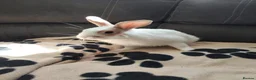 Mixed Breed rabbits for sale: 💙PEANUT & 💙BUTTER: TWO RESCUE BUNNIES(CASTRATED) in Burton-on-Trent - Advert 11