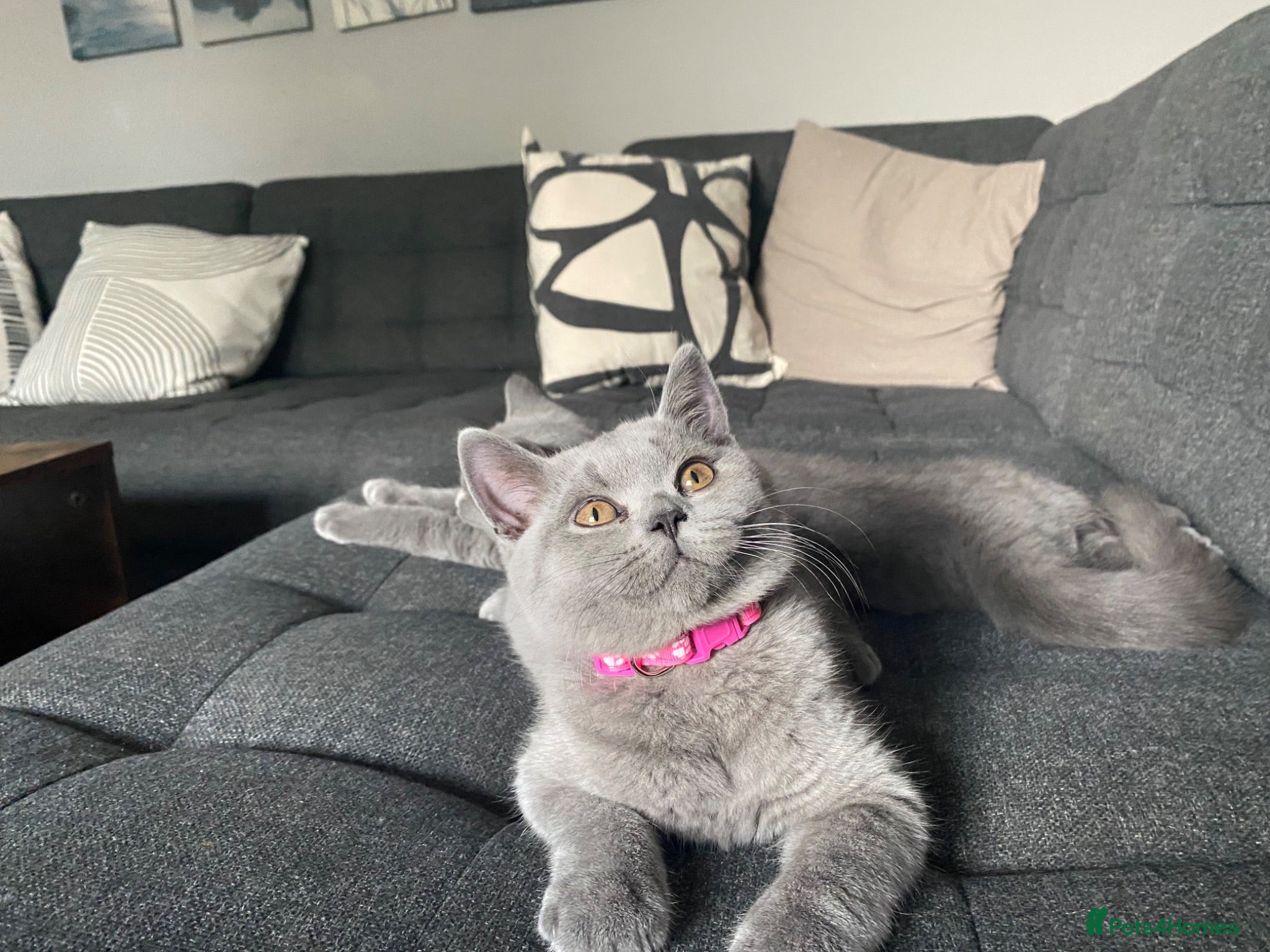 British Shorthair cats Active registered GCCF/TICA Female Kitten  - Advert 3