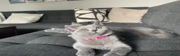 British Shorthair cats for sale: Active registered GCCF/TICA Female Kitten  - Advert 1