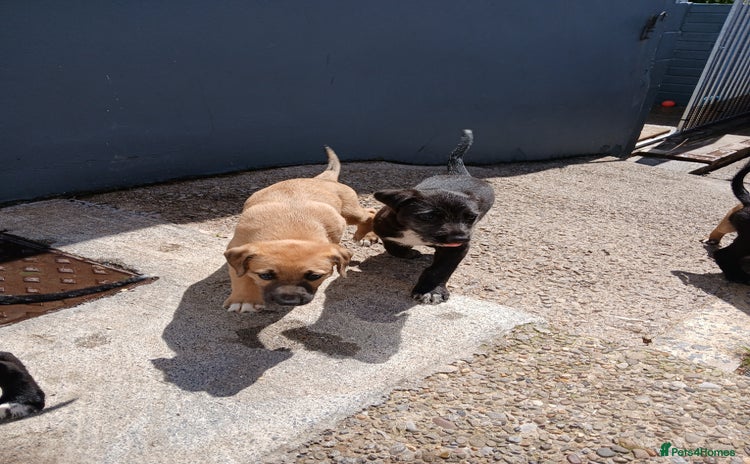 Mixed Breed dogs - Advert 14