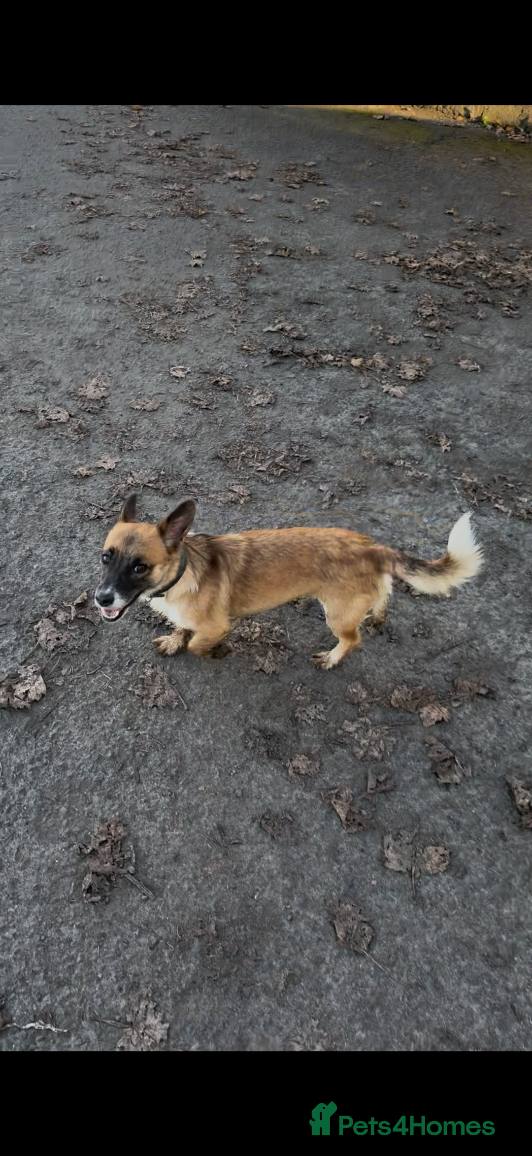 Jack Russell dogs for sale: Jack Russel pup  - Advert 1