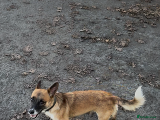 Jack Russell dogs Jack Russel pup - Advert 1