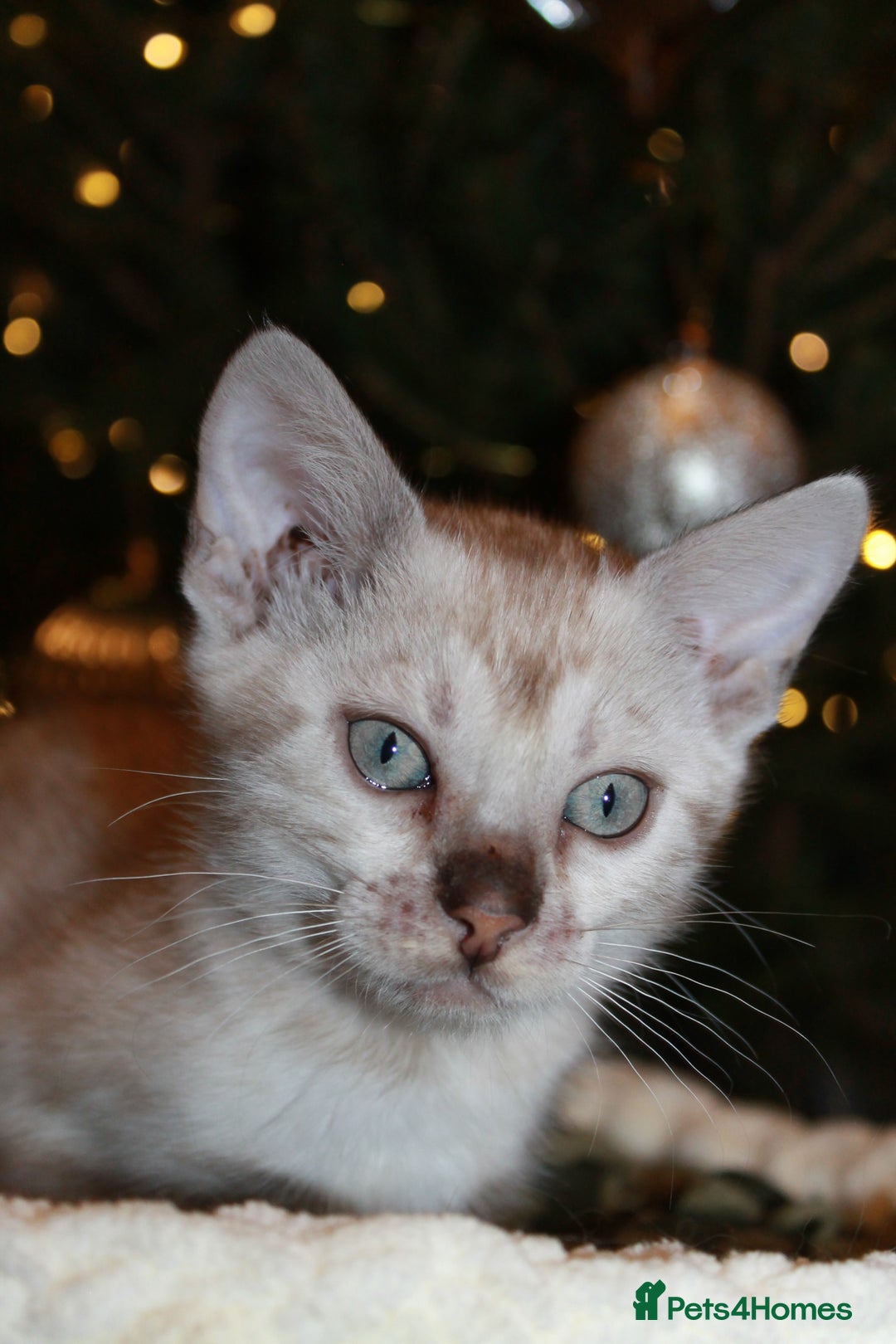 Bengal cats for sale: Last snow boy READY NOW  - Advert 21