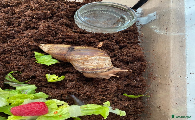 Snails invertebrates - Advert 1