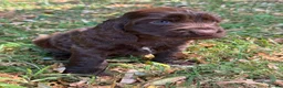 Cocker Spaniel dogs for sale: ❤️ BEAUTIFUL TRUE SHOWTYPE COCKER SPANIEL ❤️  - Advert 14