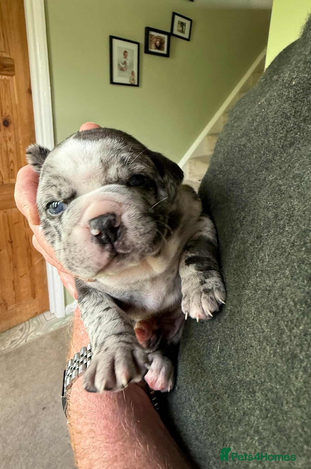 Mixed Breed dogs for sale: Cute Olde English Bulldog & Pug/Frenchie 4 sale - Image 18