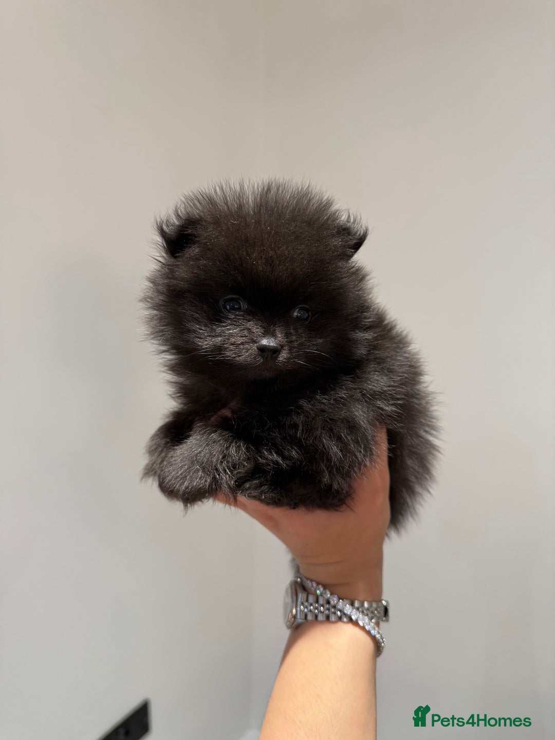 Pomeranian dogs for sale: Teddy Bear Pomerians  - Advert 10