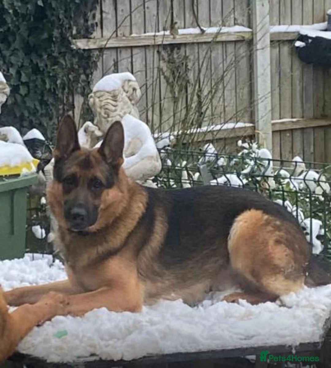 Mixed Breed dogs for sale: Intelligent & Loyal Shepadoodle Puppies - Advert 3