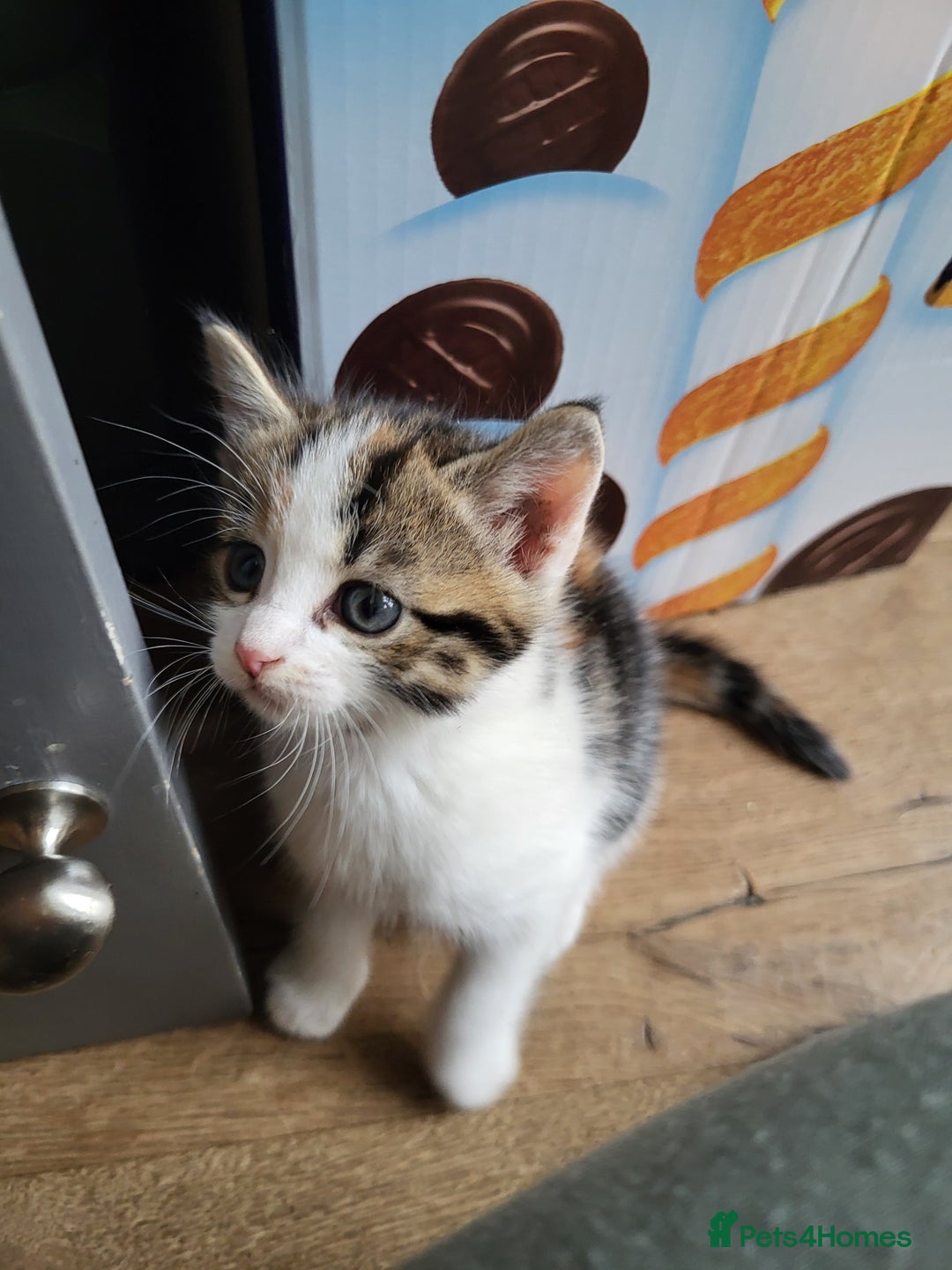 Mixed Breed cats for sale: Mixed kittens for sale, wide range of variety. - Advert 22