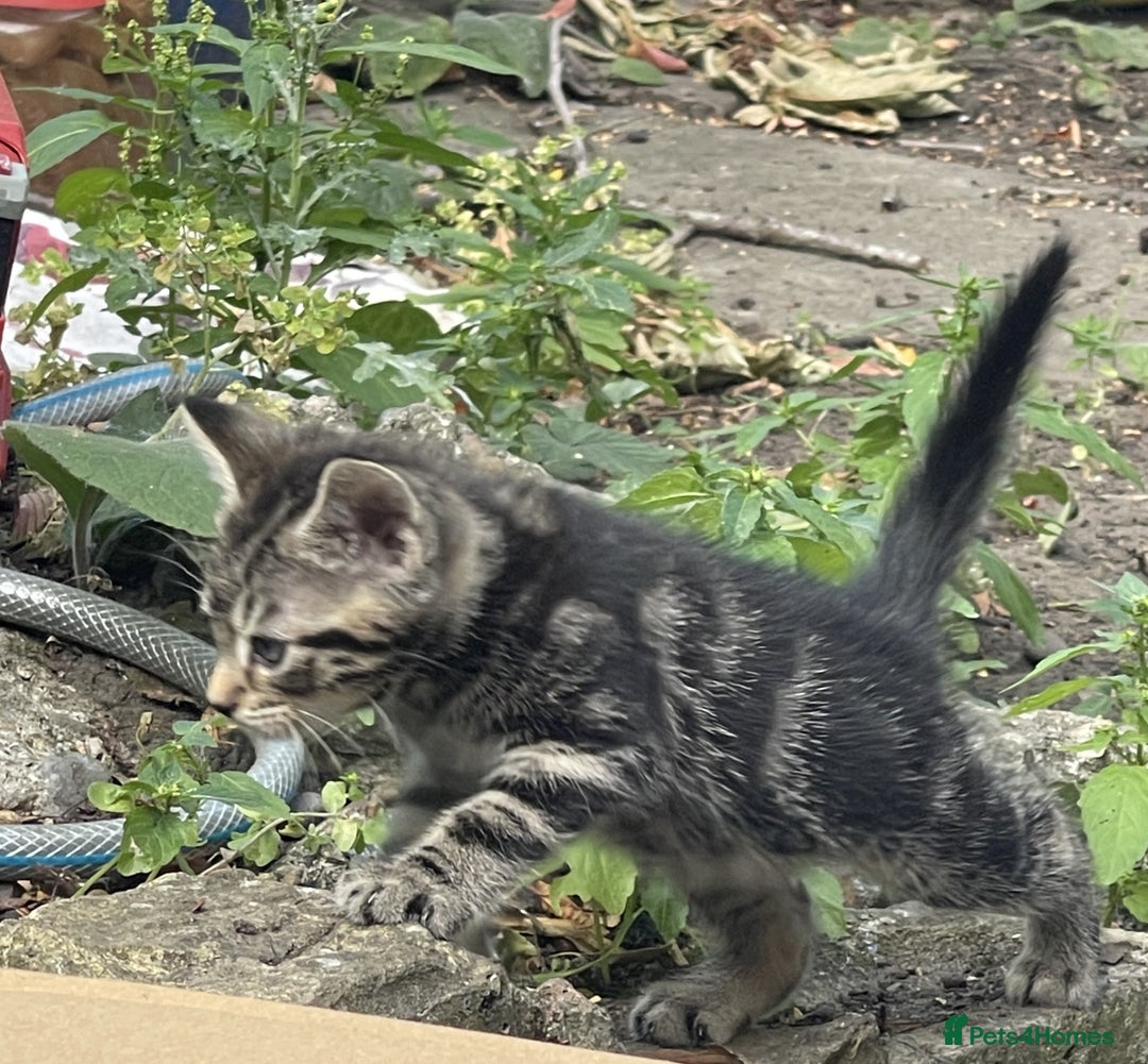 Mixed Breed cats for sale: Friendly kittens looking for loving homes 🐾 - Image 7