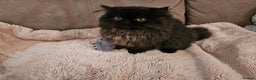 Persian cats for sale: Stunning Persian girl  - Advert 22