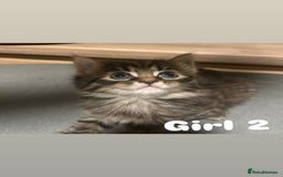 Toyger cats for sale: Stunning half toyger kittens - Image 3
