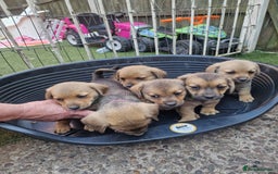 Mixed Breed dogs for sale: mixed breed 4 boys and 2 girls - Image 22