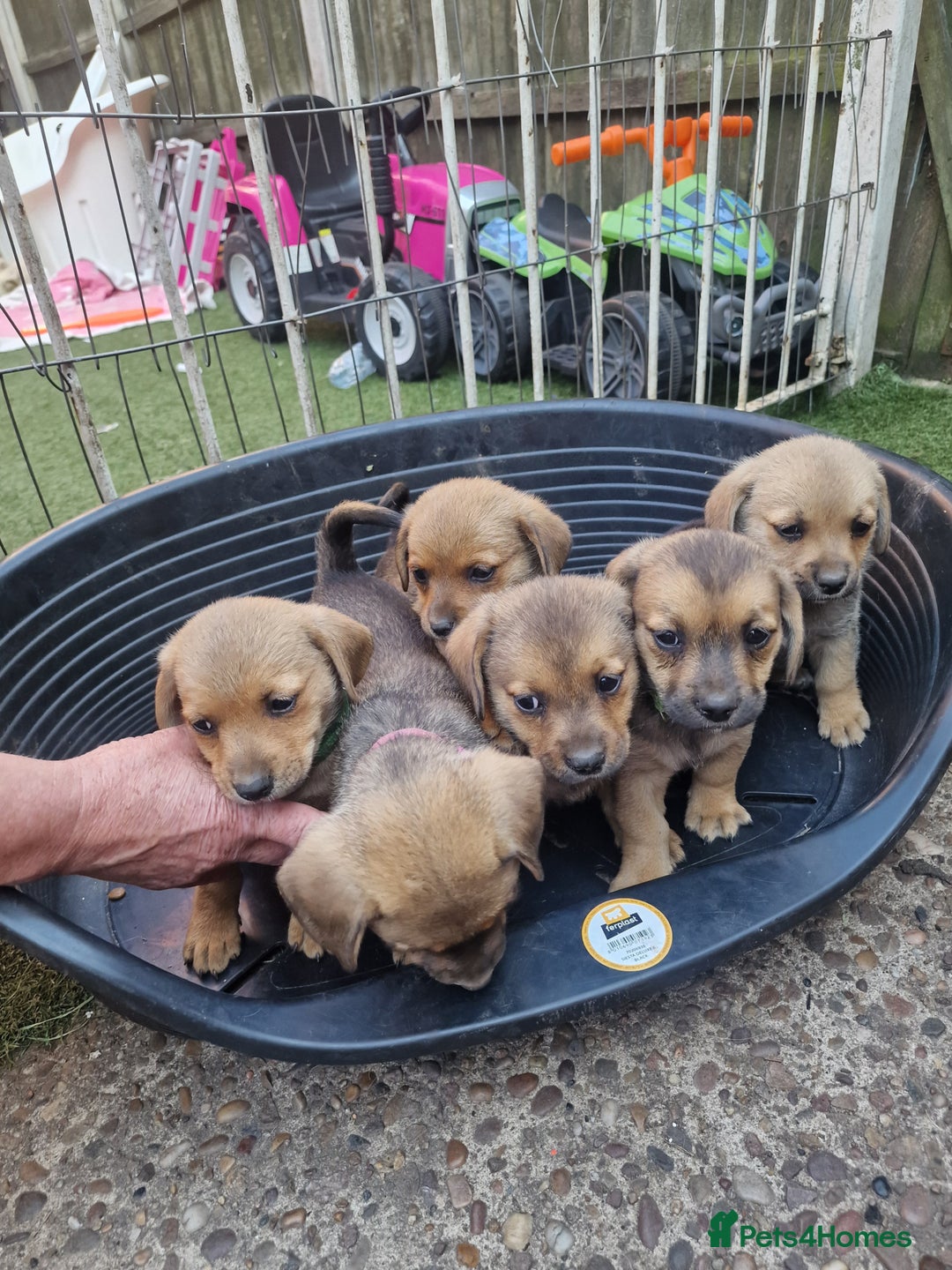 Mixed Breed dogs for sale: mixed breed 4 boys and 2 girls - Image 22