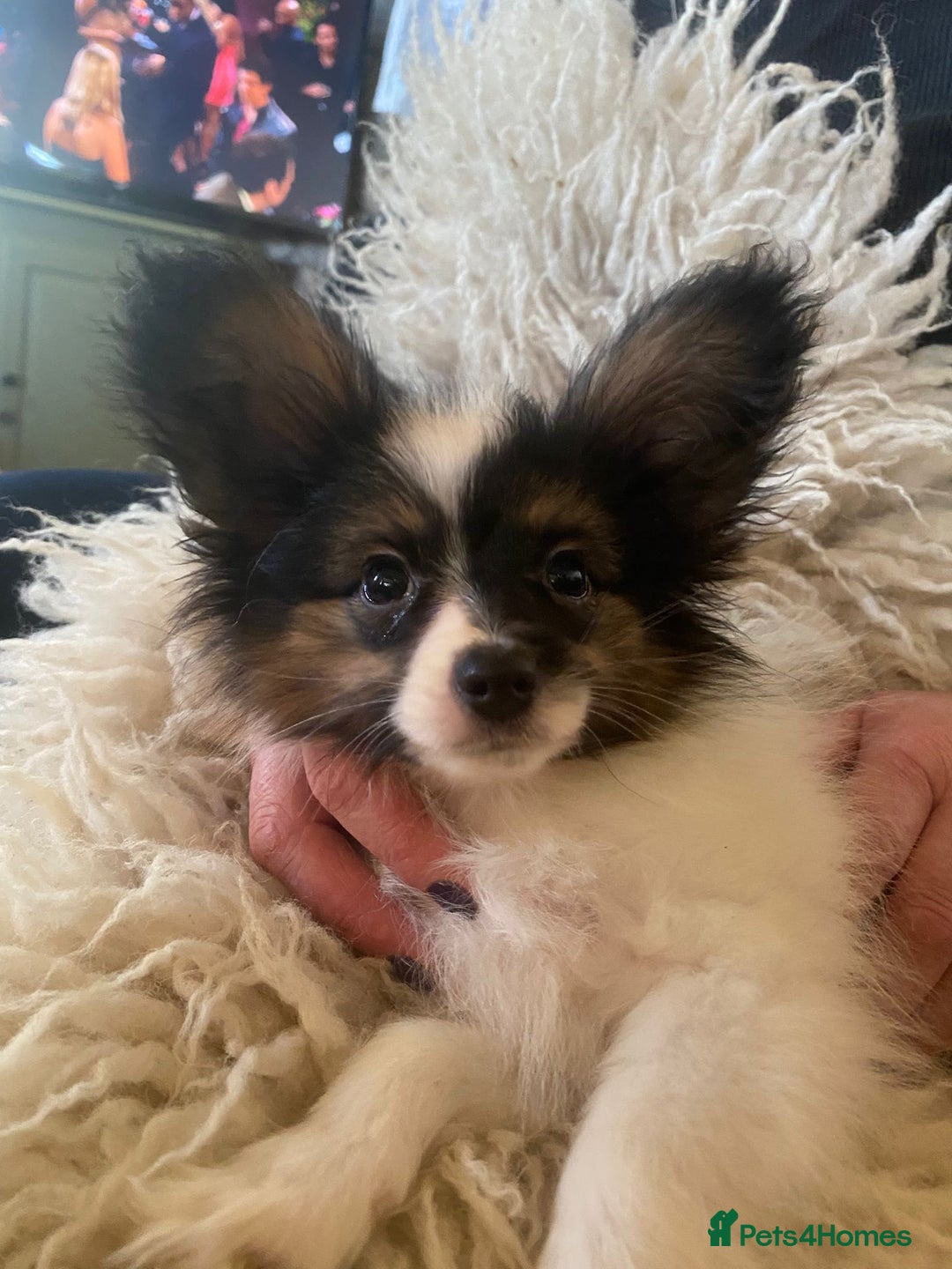 Kennel Club registered Papillons for sale in Ludlow | Pets4Homes