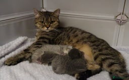 British Shorthair cats for sale: Solid Blue & Blue Golden Spotted Tabby Kittens - Image 8