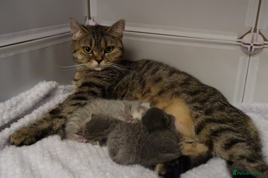 British Shorthair cats for sale: Solid Blue & Blue Golden Spotted Tabby Kittens - Image 8