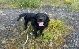 Cocker Spaniel dogs for stud: Proven Gorgeous cocker spaniel for stud  in Ayr - Image 2