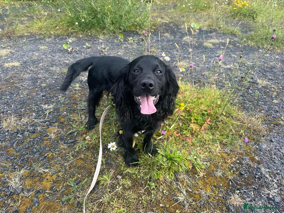 Cocker Spaniel dogs for stud: Proven Gorgeous cocker spaniel for stud  in Ayr - Image 2