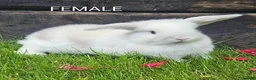 Mini Lop rabbits for sale: Gorgoeus mini lop baby rabbits - Advert 4