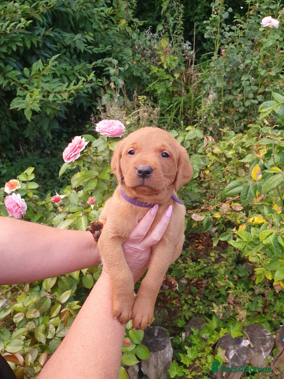 Labrador Retriever dogs for sale: Health Tested Fox Red Puppies for Sale - Image 18