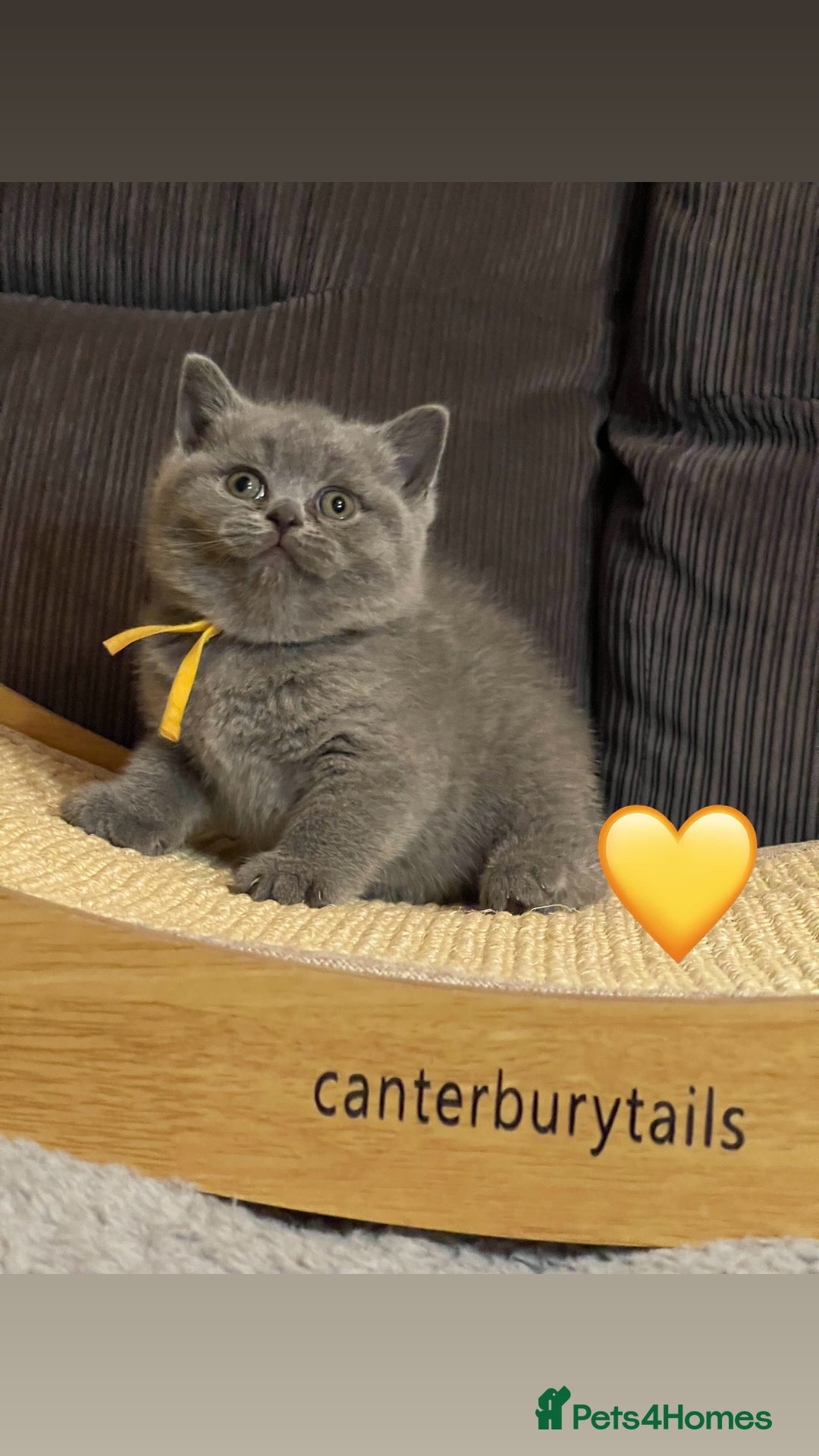 British Shorthair cats for sale: 1 Remaining Superior BSH Kittens GCCF Reg  - Advert 9