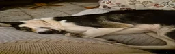 Border Collie dogs for sale: Border collie pups looking for new home - Advert 18