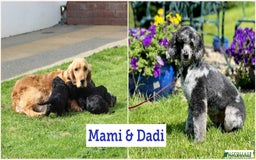 Cockapoo dogs for sale: F1 Cockapoo puppies for sale  - Image 32