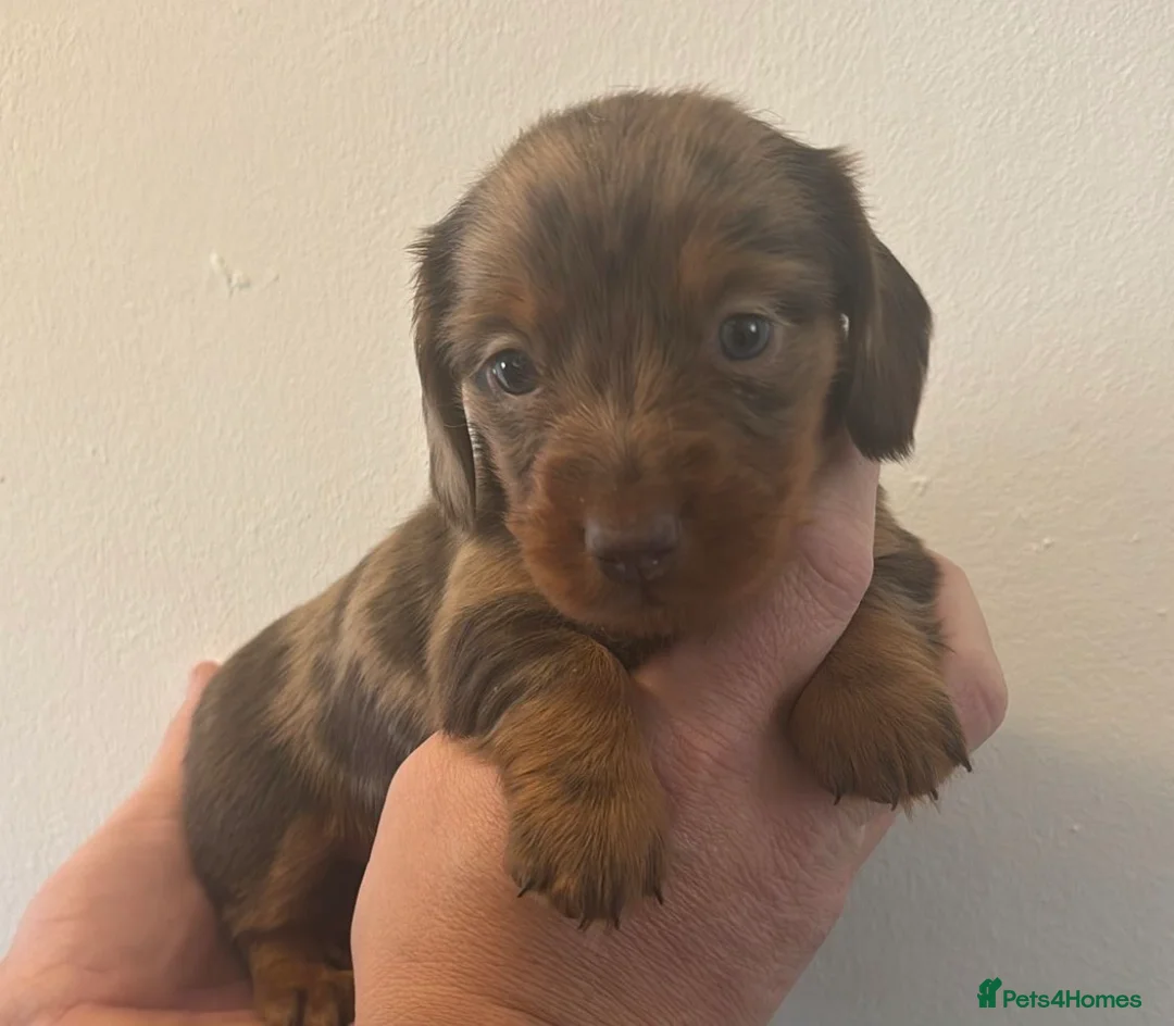 Miniature Dachshund dogs for sale: Miniature dachshund - Advert 2