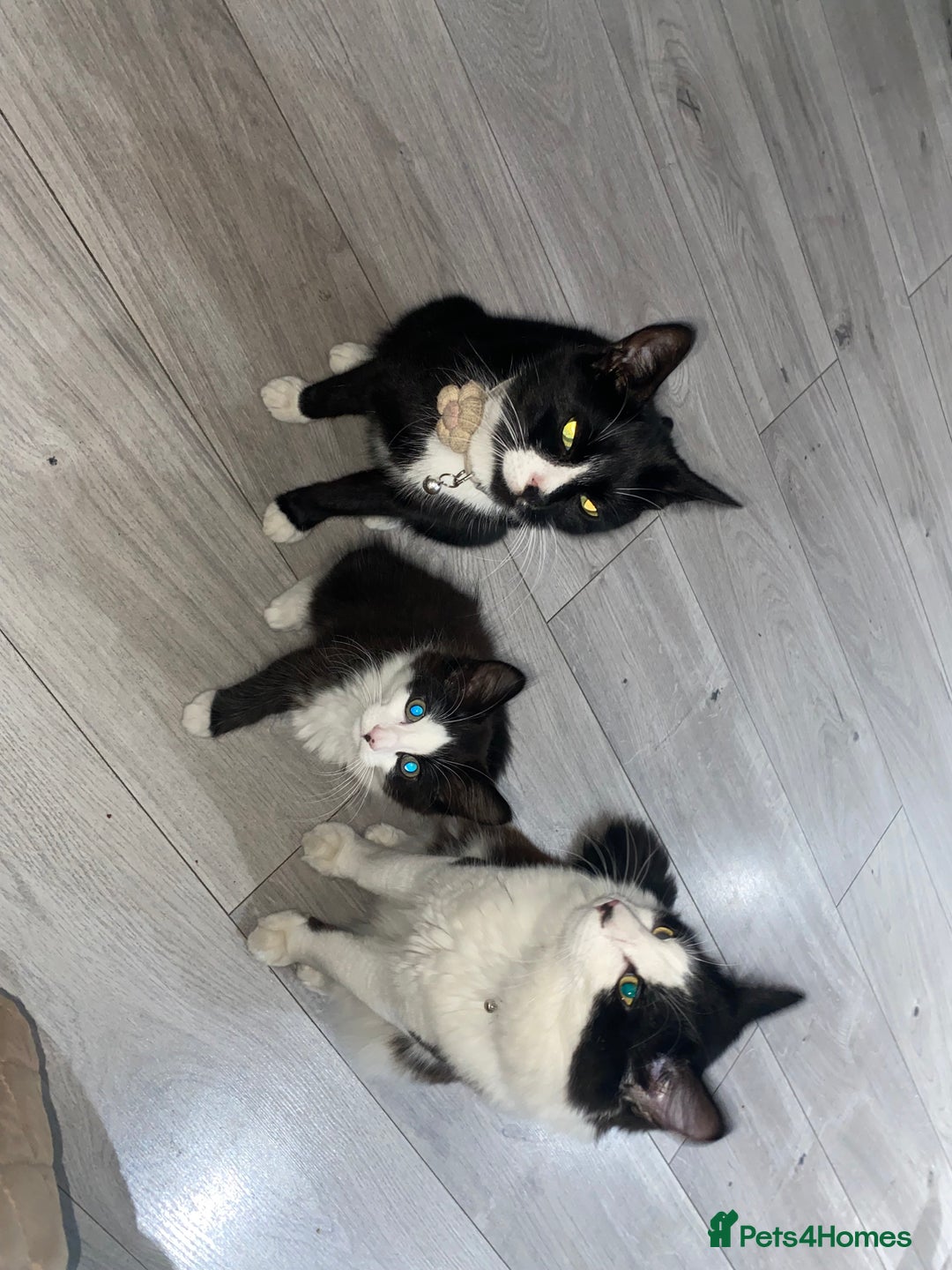 Domestic Shorthair cats for sale: Precious, loving 5 Month Kitten to be rehomed  - Image 4