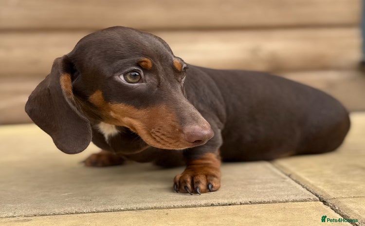 Miniature Dachshund dogs - Advert 3