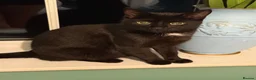 Mixed Breed cats for sale: Kittens in South Molton - Advert 1