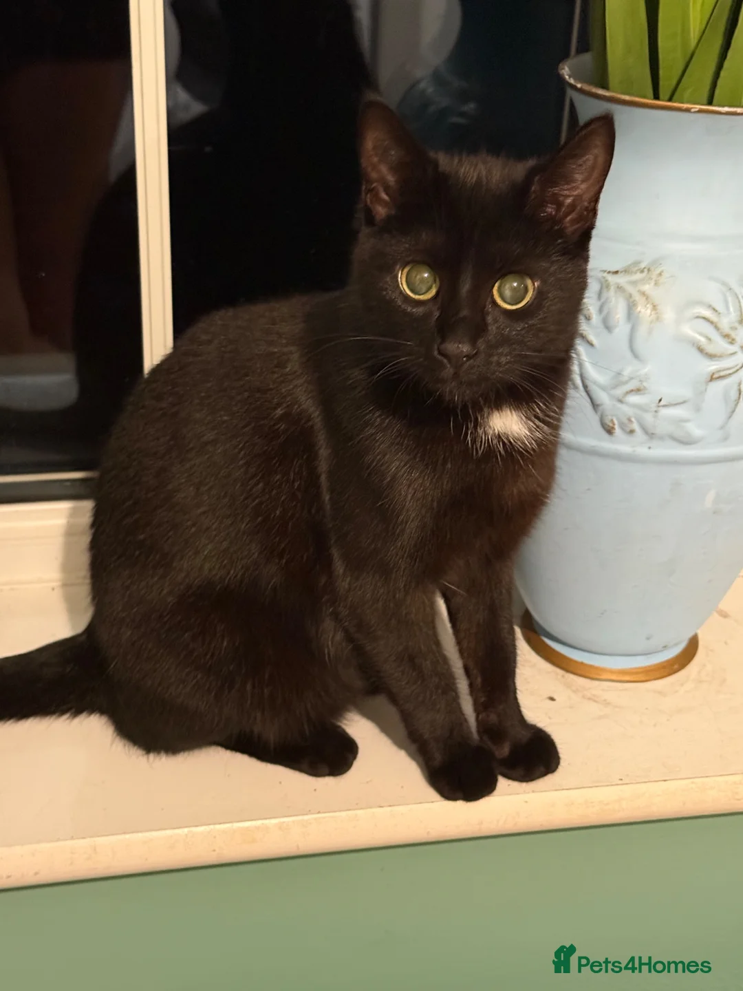 Mixed Breed cats for sale: Kittens in South Molton - Advert 1