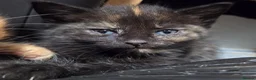 Domestic Shorthair cats for sale: 5 Beautiful female kittens for sale  - Advert 23