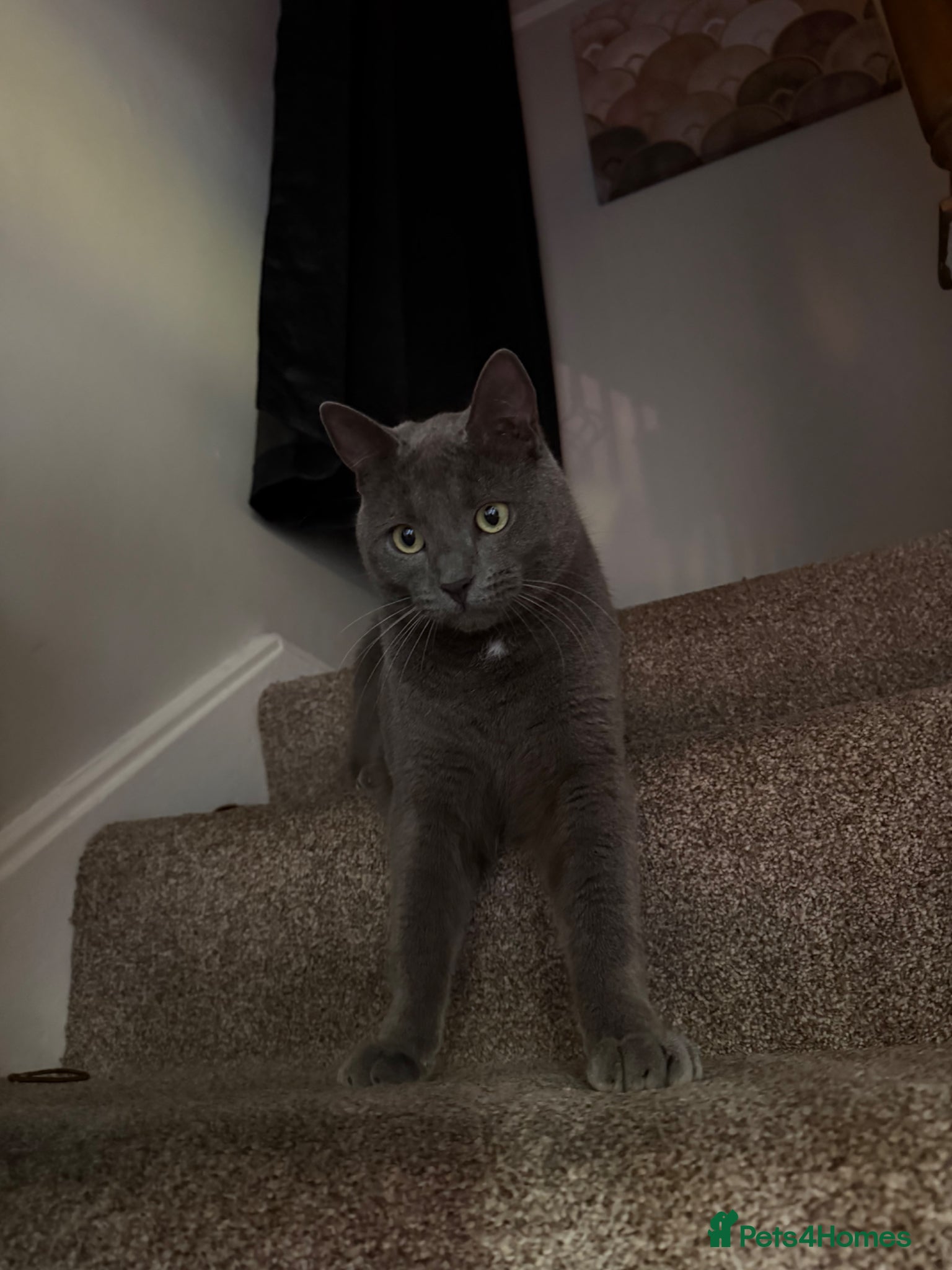 Mixed Breed cats British Shorthair X Blue Russian  - Advert 2